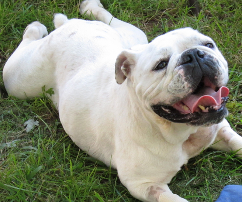 bailey-2.jpg