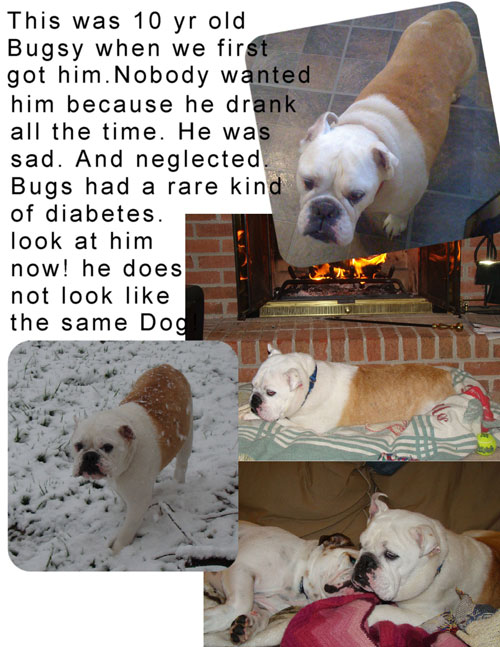 bugsyadoptedcollage-2.jpg