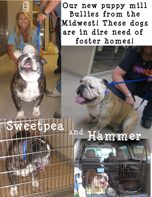 sweetpeahammercollage-2.jpg
