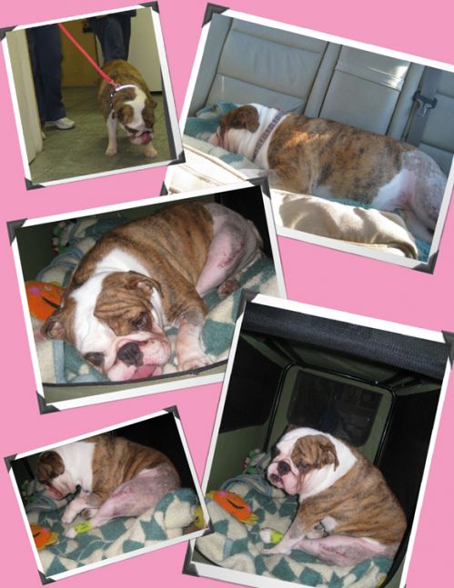 mattiecollagesurgery-2.jpg